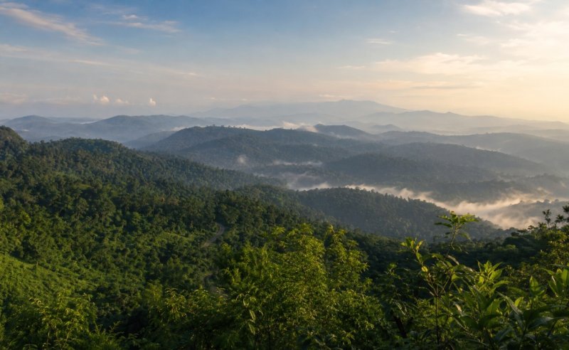 Lush green coffee plantations and misty hills in Coorg, Karnataka